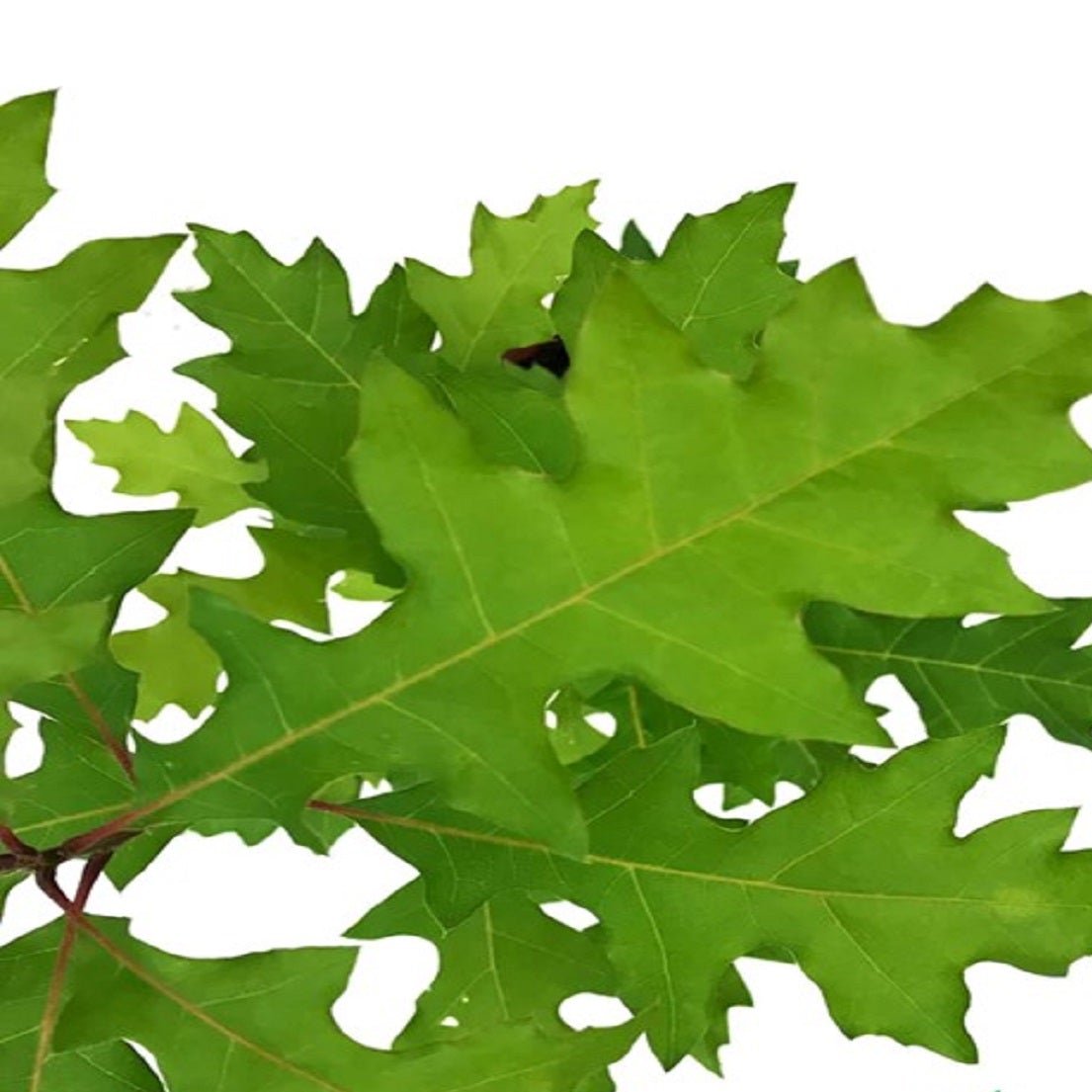 Expert Gardener Shumard Oak Live Tree, 1-2 ft Tall, 1-Gallon Grower Pot