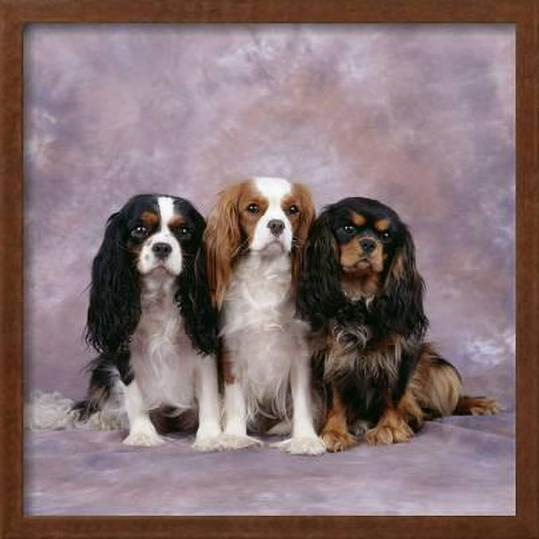 Cavalier king charles wall art hotsell