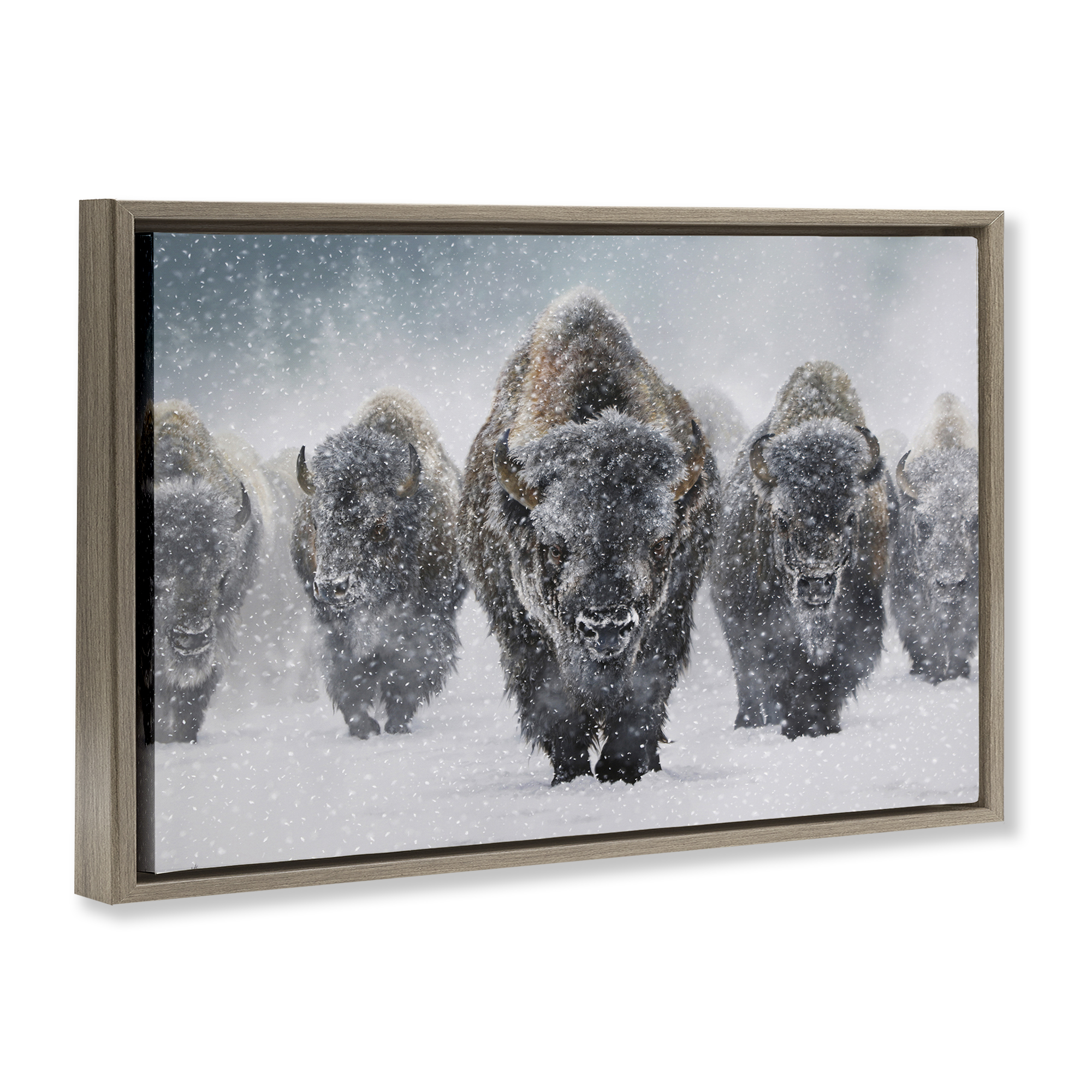Stupell Industries Indomitable Bison in Snow Animals Photography Brown Floater Framed Canvas Art Print Wall Art, 31 x 21