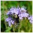 thumbnail image 3 of Everwilde Farms 1000 Lacy Phacelia Wildflower Seeds, Attracts Pollinators, 3 of 5