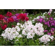 3 Mixed Color Phlox Roots for Planting - Beautiful Perennial Phlox Flowers