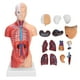 thumbnail image 2 of Modelo de torso humano de anatomía modelo de torso humano duradero y preciso de 28 cm para enseñanza de salud física para herramienta de enseñanza para hospitales para ANGGREK Otros, 2 of 8