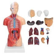 WUHU 28cm Human Torso Model Detachable Internal Organs Teaching Anatomical Assembly Model