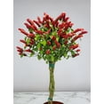 thumbnail image 4 of Tropical Plants of Florida 44" to 48" Braided Shrimp Tree; Red Flowers, Full Sunlight, Growers Pot, 4 of 5