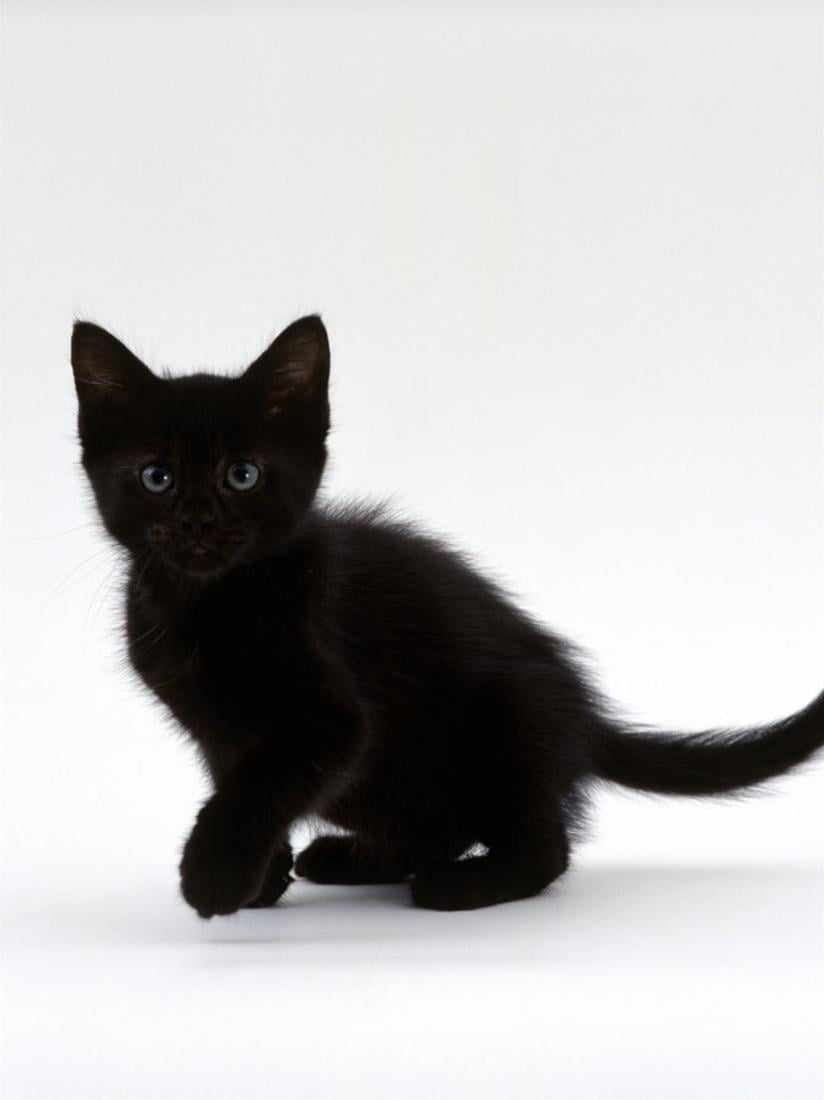 Black Shorthair Kitten Print Wall Art 