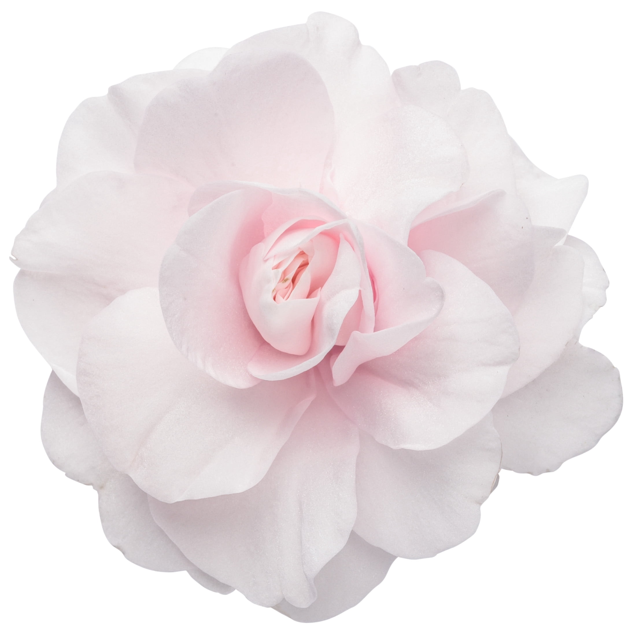 Proven Winners 4" Pink Rockapulco Appleblossom Double Impatiens Live Plant in 4.25" Pot (4 Count)