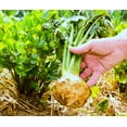 thumbnail image 4 of TomorrowSeeds - Giant Prague Celeriac Seeds - 1500+ Count - For 2026 Planting Apium Graveolens Knob, 4 of 9