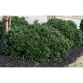 thumbnail image 4 of Green Carissa Holly Ilex  2 Extra Large 3 Gallon Plants  Ilex cornuta 'Carissa'  Hardy Evergreen Shrub  Fast-Growing Garden Accent, 4 of 7