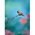 thumbnail image 2 of Fitzharris, Tim 18x24 Gold Ornate Wood Framed with Double Matting Museum Art Print Titled - Rufous Hummingbird Sitting on Branch, 2 of 4
