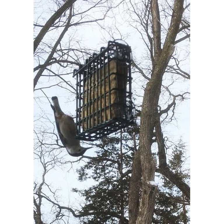 Blue Seal Woodpecker Suet Cakes (12 Pack) - Melt Resistant Wild Bird Food, Year Round Feeding, Made In USA