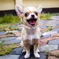 thumbnail image 2 of Mumup Sparkling Rhinestone Dog Collars for Small Dogs, Bling Small Dog Collar for Girls Glitter Crystal Diamond Jeweled Puppy Collar for XS Small Medium Large Female Dogs Kitten Cats Pets, 2 of 5