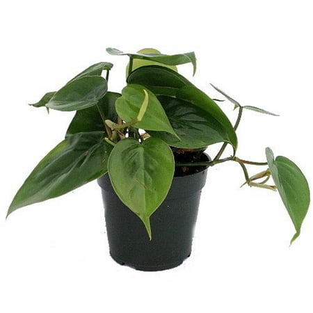 Heart Leaf Philodendron - Easiest House Plant to Grow - 4