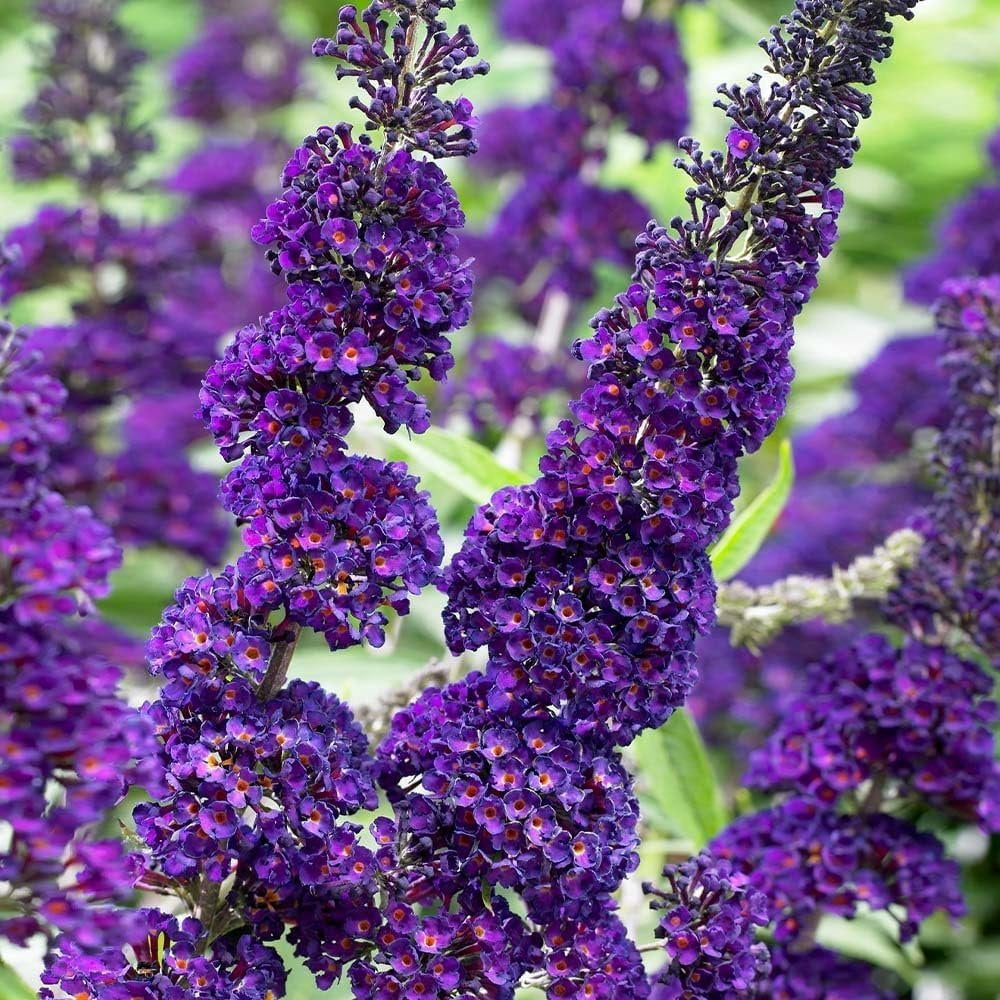Buddleia Black Knight 3 Live Plants Fragrant Butterfly Bush, Attracts Butterflies & Hummingbirds, Drought Tolerant Flowering Shrub