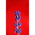 thumbnail image 5 of 150 Portuguese SPIKE LAVENDER Lavandula Latifolia syn. Spica Broadleaved Fragrant Blue Purple Flower Herb Seeds, 5 of 10