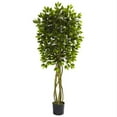 thumbnail image 1 of Arbre Ficus 5,5 Pi Résistant aux UV - Intérieur-Extérieur, 1 of 1