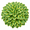 Green, variant on Midnight Blue Hostas for Planting-(Non-Artificial)-Easy to Grow & Quick Sprouting Ornaments