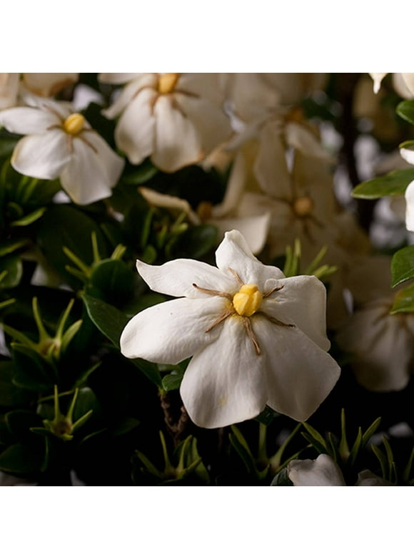 Gardenia Bushes in Garden Bushes