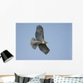 thumbnail image 1 of Perched Red-tailed Hawk Wall Mural by Wallmonkeys Peel and Stick Graphic (36 in W x 24 in H) WM225773, 1 of 4