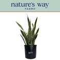 thumbnail image 5 of Nature's Way Farms Sansevieria Laurentii Live Plant (25-30 inches tall) in growers pot, 5 of 5