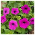 thumbnail image 2 of Everwilde Farms - 1 oz Shanin Wild Petunia Garden Flower Seeds - Gold Vault Bulk Seed Packet, 2 of 4