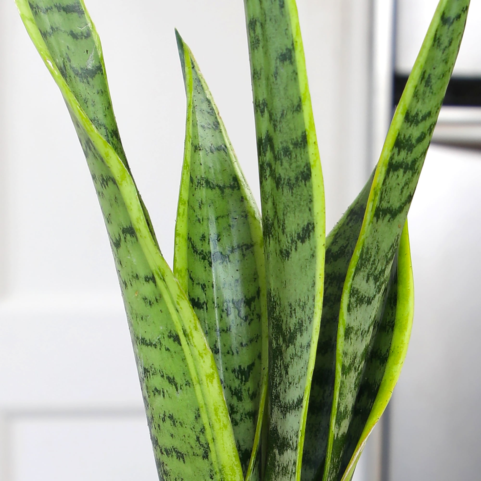 dracaena magenta Dracaena Cane Magenta For Sale Including Care Guide main image 1