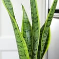 thumbnail image 3 of Laurentii Snake Plant, Clean Air Houseplant | 4.25 in Decor Pot; Full Sun | Element by Altman Plants, 3 of 10