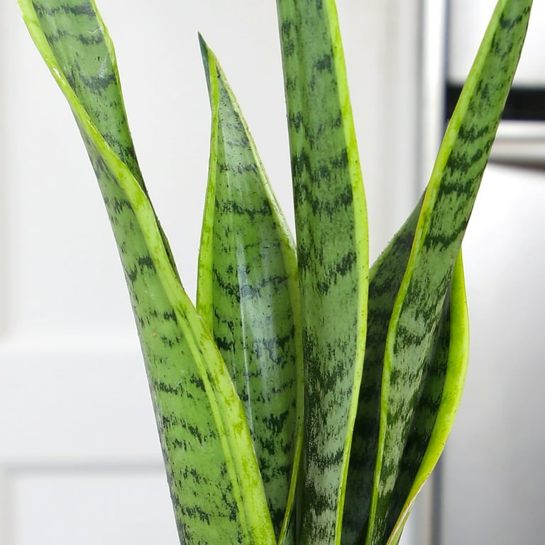 Laurentii Snake Plant, Clean Air Houseplant | 4.25 in Decor Pot; Full Sun |  Element by Altman Plants