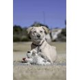 thumbnail image 2 of Lamb Chops Plush Dog Toy With Squeak Walkbee, 2 of 3