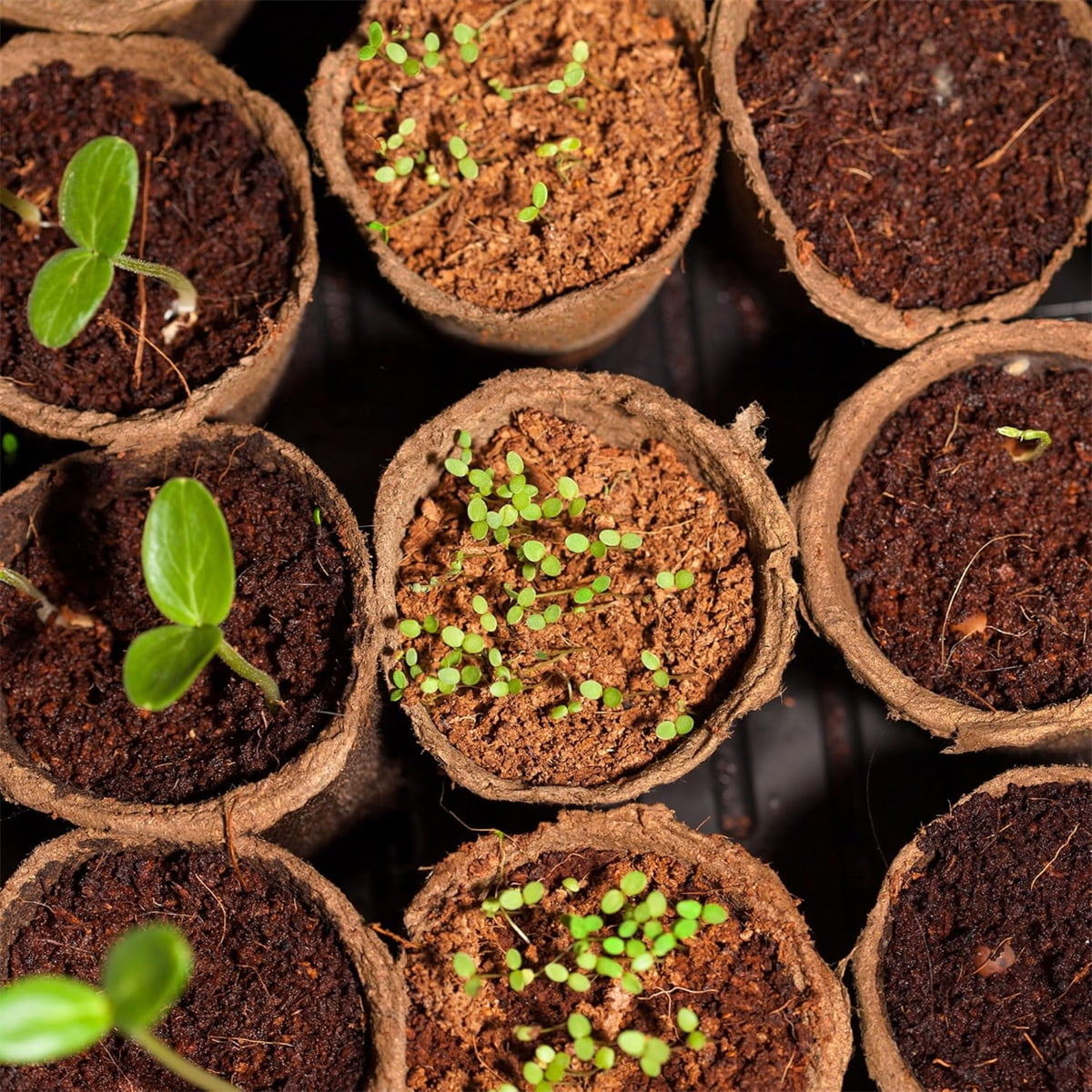 Tutuviw Coco Coir Nursery Pots,10 Pcs Biodegradable Small Plants Pots,Coconut Fiber Seedling Pots for Seed Starter,Seed Starter Tray for Indoor Outdoor,Organic Planting (2.6in)