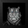 thumbnail image 2 of Frank, Assaf 20x20 Black Modern Framed Museum Art Print Titled - Blue eyes tiger face, 2 of 5