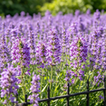 thumbnail image 4 of Thyme, hardy fragrant herb, suitable for pots and gardens, drought tolerant, all-natural., 4 of 6