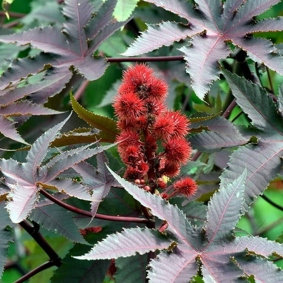 Castor Bean Seeds - 5 Gram Packet - Non-GMO Tropical Ornamental House Plant Seeds - Ricinus communis - Annual