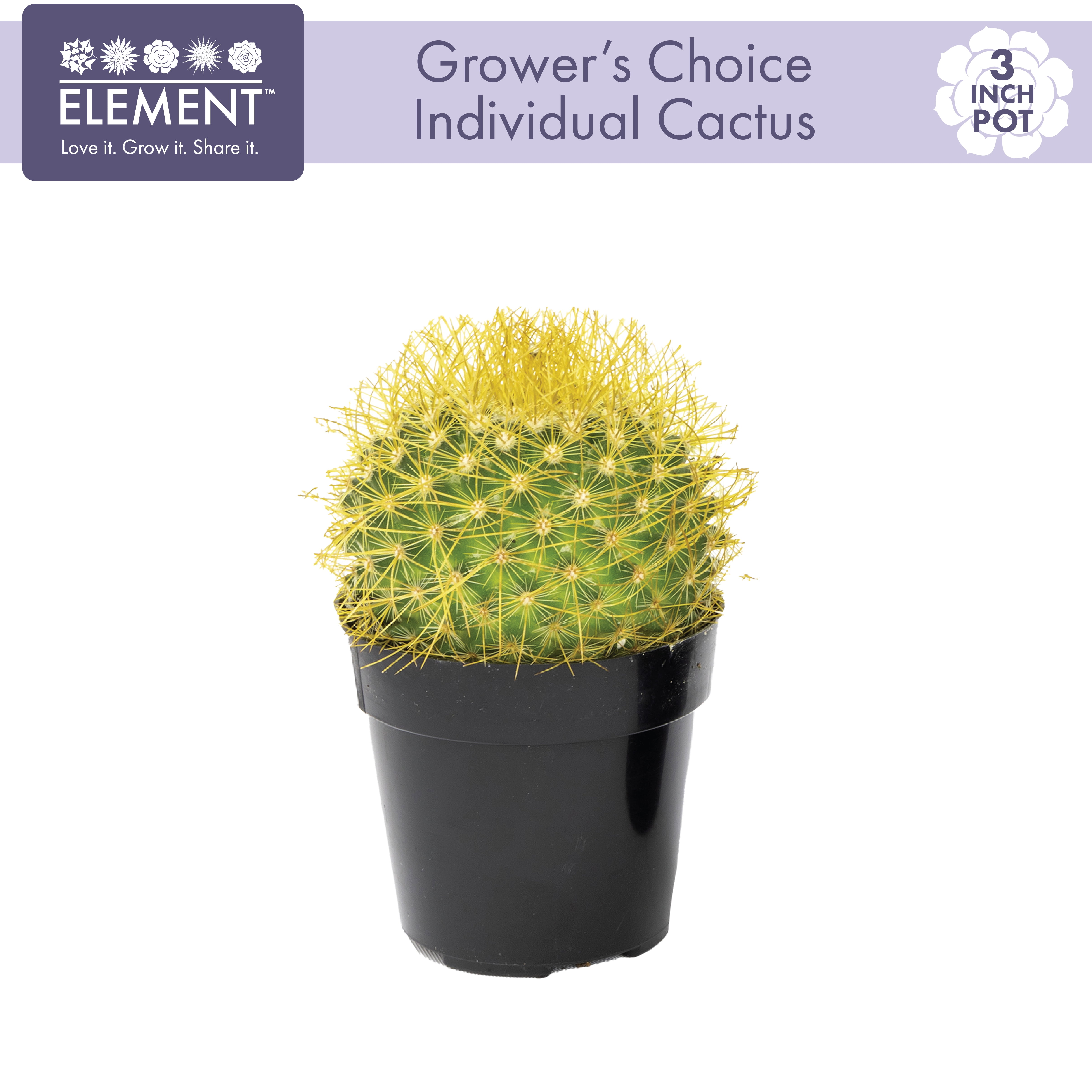 (3 pack) "Element Grower's Choice Cactus Live Plant in 3"" Grower Pot