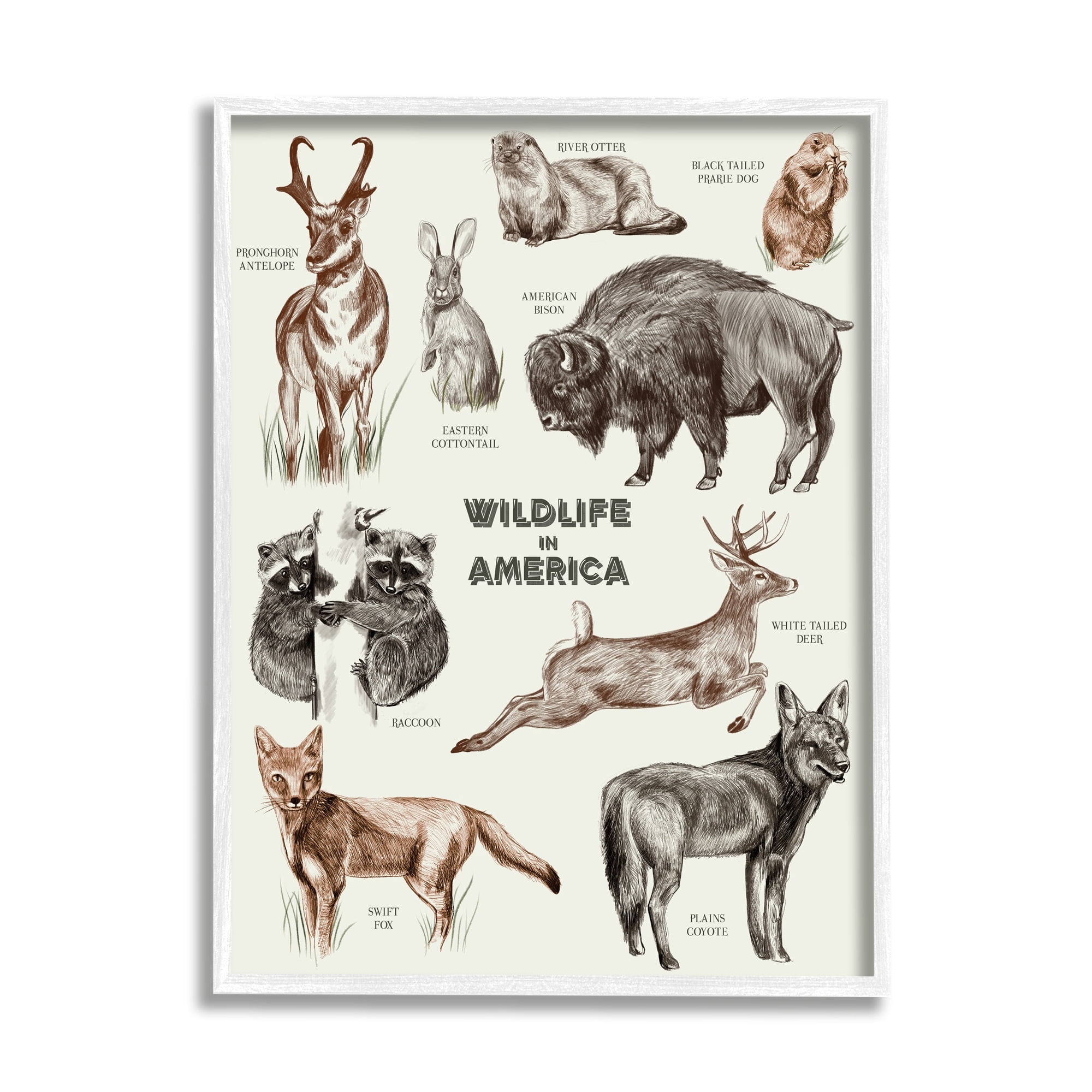 Stupell Industries Wildlife In America Various Animals Detailed Illustrations Chart Framed Wall Art, 16 x 20, Design by Lil' Rue