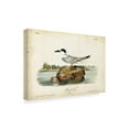 thumbnail image 2 of Trademark Fine Art 'Audubon Havells Tern' Canvas Art by John James Audubon, 2 of 4