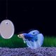 thumbnail image 4 of unbranded 1Jgo Para Acuario Betta Con Funcional Decorativo, 4 of 8