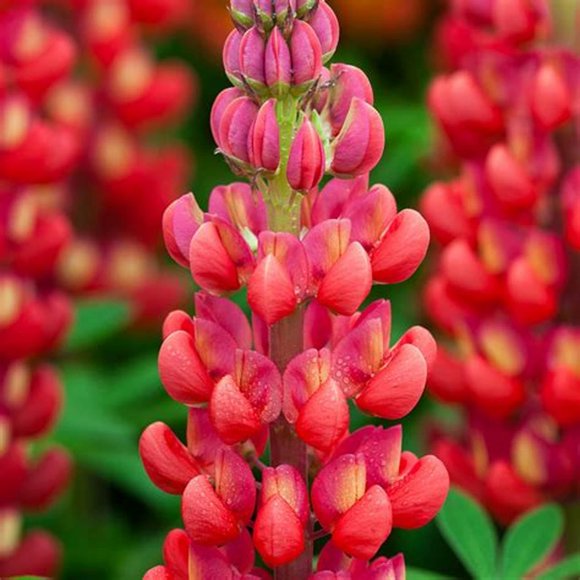 GSDWIUEW Graines de Lupin Rouge King Géantes Vivaces, 100 Graines par Paquet