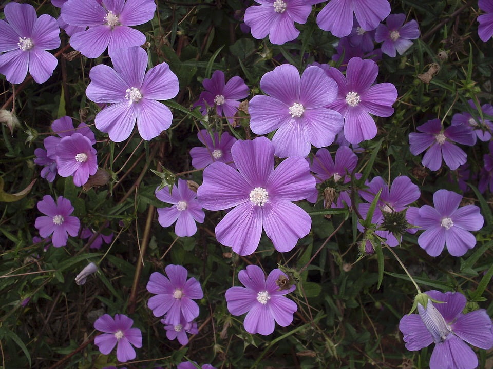 Purple Flower Wild Flowers Wild Flower Flower Lilac20