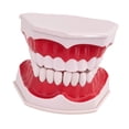 thumbnail image 4 of Modelo de diente multifuncional educativo para adultos, modelo de cepillado dental para enseñanza Fijado, 4 of 9