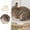 Beige, variant on Triangle Rabbit Litter Box, Corner Pet Toilet for Small Animals, Easy Clean Cage Potty Trainer for Rabbits, Guinea Pigs, Hamsters, Chinchillas, Ferrets, Gerbils for Indoor Cage Use, 9.76"