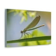 thumbnail image 2 of Majestic Golden Damsel Close Up View Print Animal Wall Art Wildlife Canvas Prints Wall Art Ready to Hang Unframed, 2 of 18
