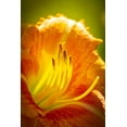 thumbnail image 2 of Jaynes Gallery 23x32 Black Ornate Wood Framed with Double Matting Museum Art Print Titled - USA-Colorado-Fort Collins Close-up of yellow lily, 2 of 4
