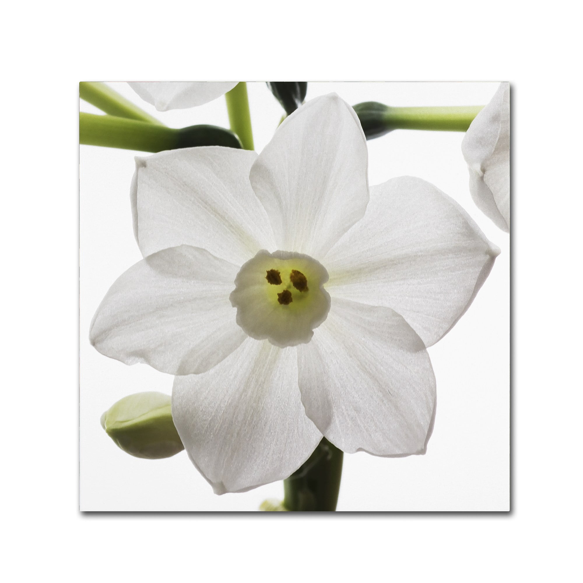 Trademark Fine Art "Paper White 2" Canvas Art by Kurt Shaffer