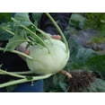 thumbnail image 2 of Exotic Kohlrabi Giant Cabbage Seeds | 100+ Seed Packet | Grow This Giant Heirloom Cabbage | Rare Vegetable Seeds for Planting, 2 of 5