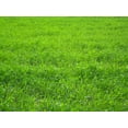 thumbnail image 2 of ProTurf Perennial Ryegrass Fine Lawn Seed by Eretz 1lb - CHOOSE SIZE! Premium Willamette Valley, Oregon Grown Grass Seed, 2 of 5