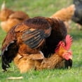 thumbnail image 4 of Delantal de lona para gallinas Chaleco con montura para gallinas Protección para alas de pato y gallinas Chaquetas para gallinas Delantales para gallinas Accesorios para el cuidado de aves de corral, 4 of 9