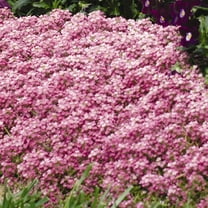 Alyssum Easter Bonnet Seeds - Color: Deep Pink - Packet ~1000 Seeds - Annual Flower Garden Seeds - Lobularia maritima