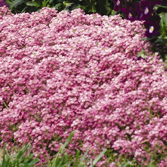 Alyssum Easter Bonnet Seeds - Color: Deep Pink - Packet ~1000 Seeds - Annual Flower Garden Seeds - Lobularia maritima