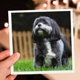 thumbnail image 7 of 3drose, Chih Tzu. Black and White. Popular Breed. Best Friend., 6 Greeting Cards with Envelopes, 7 of 7