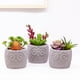 thumbnail image 2 of Mini suculenta artificial en maceta, planta de plástico en maceta, decoración de vegetación sintética, 2 of 5
